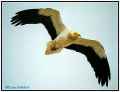 Стервятник фото (Neophron percnopterus) - изображение №712 onbird.ru.<br>Источник: www.vulture-territory.com